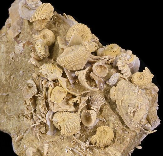Exquisite Miniature Ammonite Fossil Cluster - France #31766